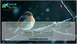 visual and vestibular cues for balance