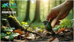 what to do if you find a chick