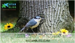 white-breasted nuthatch white-breasted nuthatch