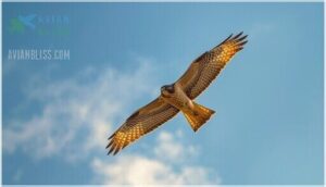 wing and tail features