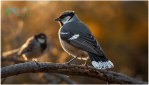 wing bars and tail markings