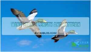 wing stripe length and pattern