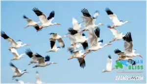 wingtip coloration and leg color