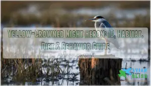 yellow crowned night heron