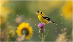 american goldfinch