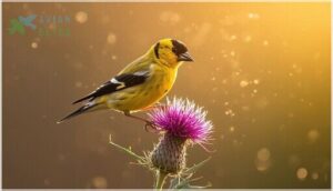 american goldfinch