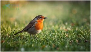 american robin american robin