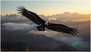 andean condor