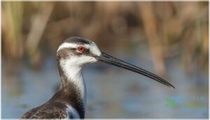 bill length, shape, and color