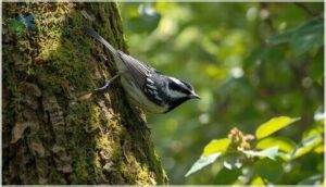 black-and-white warbler identification