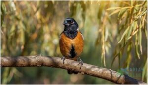 black-headed grosbeak