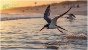black skimmer