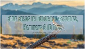 blue birds in colorado