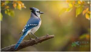blue jay blue jay