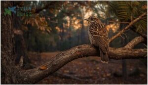 chuck-will’s-widow