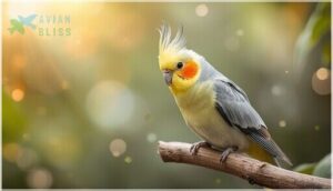 cockatiel – temperament, social needs, and lifespan cockatiel – temperament, social needs, and lifespan
