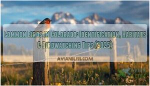 common birds in colorado