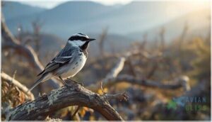 conservation status and threats