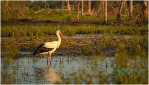 conservation status and threats