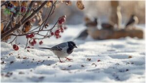 dark-eyed junco behavior and diet