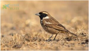 distinctive black chest and ear marks