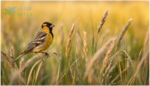 distinctive color patterns