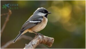 distinctive features