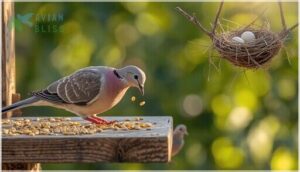 dove diet, behavior, and nesting