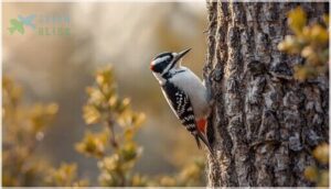 downy woodpecker