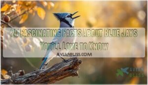 facts about blue jays