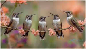 female hummingbirds by species