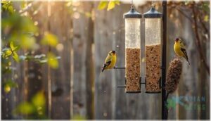 finch feeding tips and maintenance