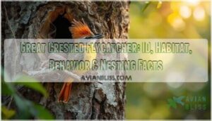 great crested flycatcher