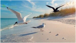 gulls, terns, and skimmers: coastal flyers
