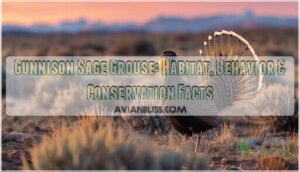 gunnison sage grouse