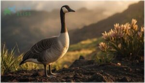 hawaiian goose (nēnē)