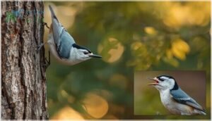 identification tips and vocalizations