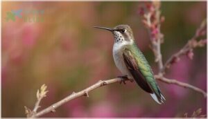 key visual markers (plumage, throat, size)