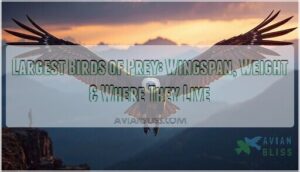 largest birds of prey