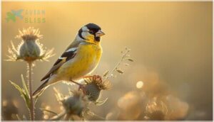 lesser goldfinch