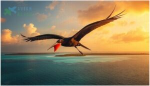 magnificent frigatebird