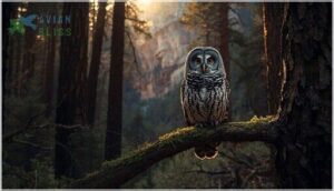 mexican spotted owl