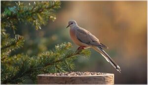 mourning dove