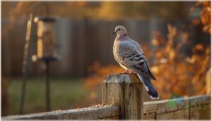 mourning dove mourning dove