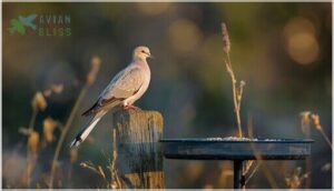 mourning dove