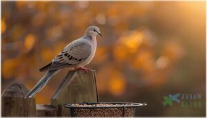 mourning dove