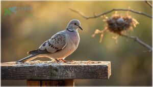 mourning dove