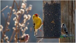 nyjer (thistle) seeds nyjer (thistle) seeds