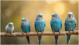 parakeet age stages