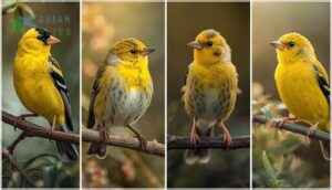 plumage patterns and coloration